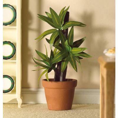 Variegated Yucca Plant in Pot.                              