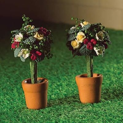 Two Standard Roses in Pots.                                 