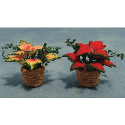 Pointsettia 2asst (price each)