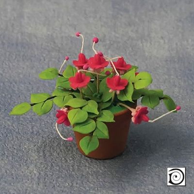 Fuchsias in pot                                             